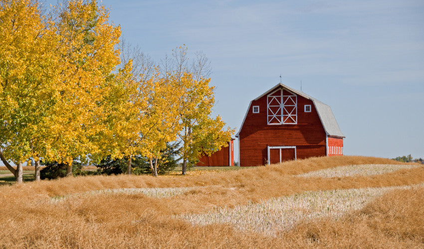 Autumn Nutrition: How to Keep Your Animals Thriving as Temperatures Drop