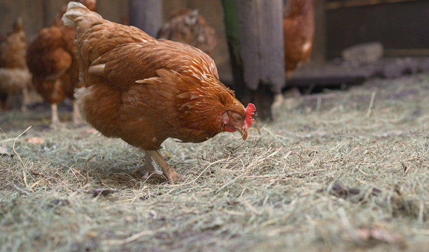 How to Choose the Best Bedding for Your Chickens
