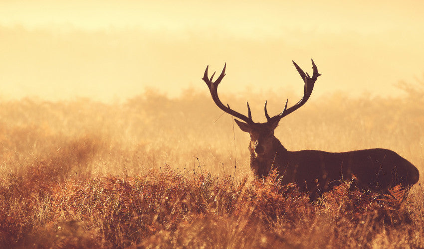 Magic Pills for Whitetail Deer