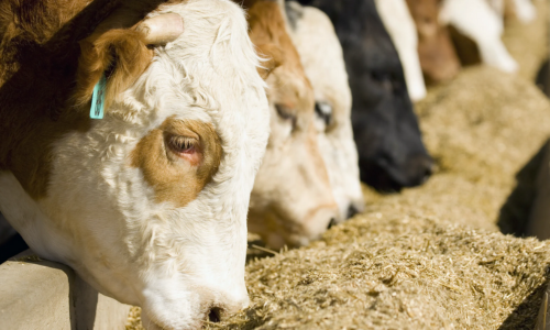 A group of cows eating hay from a trough.