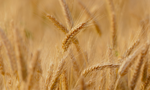 A close-up view of a field of golden wheat, with detailed stalks and grains swaying in the sunlight.