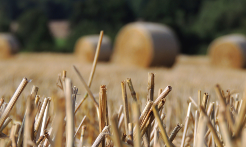 Cut hay of varying lengths in the foreground, with blurred round bales of hay in the background.