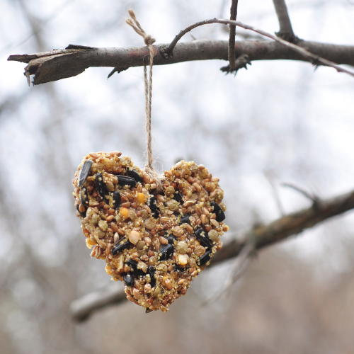 A heart shaped suet cake hanging from a tree branch.