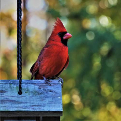 A cardinal sitting on top of a bird feeder.