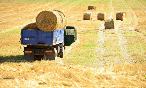 A blue farm truck driving through a field with hay bales in the back.